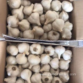 Cangshan Garlic for indonesia